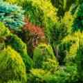 Asian vegetables you should grow